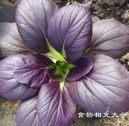 紫叶油菜的营养价值