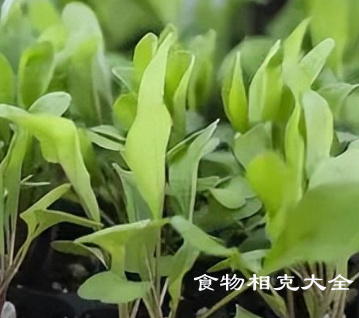 芝麻菜的营养价值